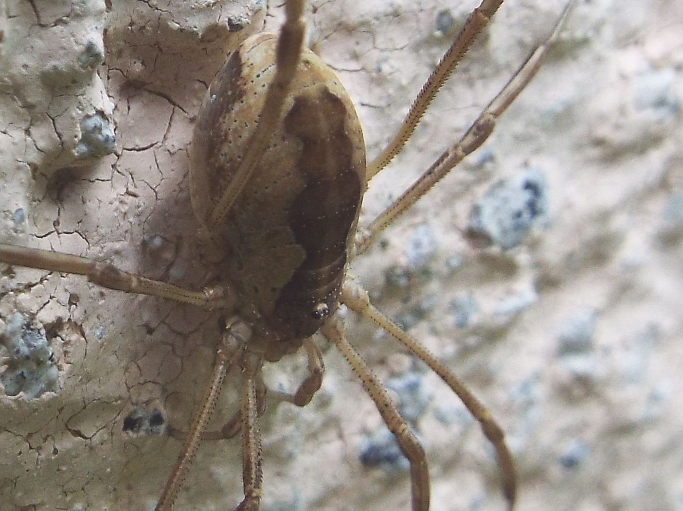 Mitopus morio